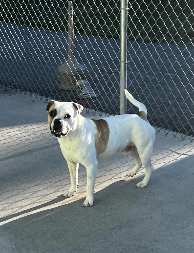 Mr. Moon thumbnail 4