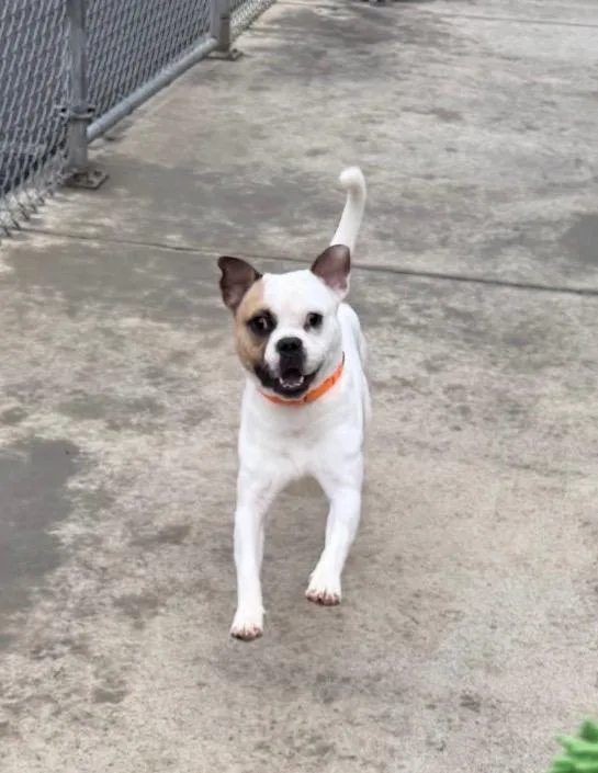 Mr. Moon thumbnail 6