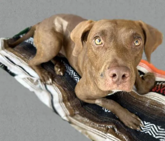 A young large-sized female Labrador Retriever dog named Tyla for adoption in Tucson, AZ
