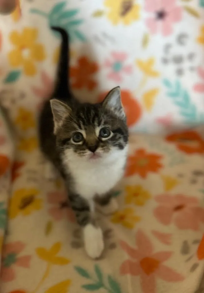 A baby small-sized female Domestic Short Hair cat named Guinivere for adoption in West Union, OH