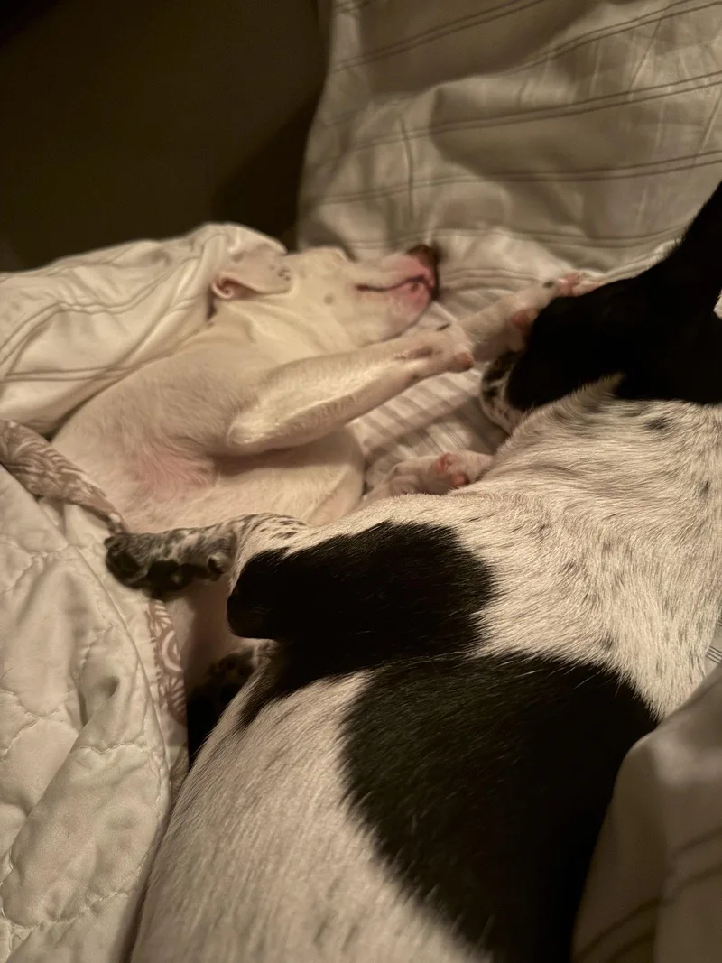 An adult small-sized female Jack Russell Terrier dog named Dynamic Duo for adoption in Glendale, AZ