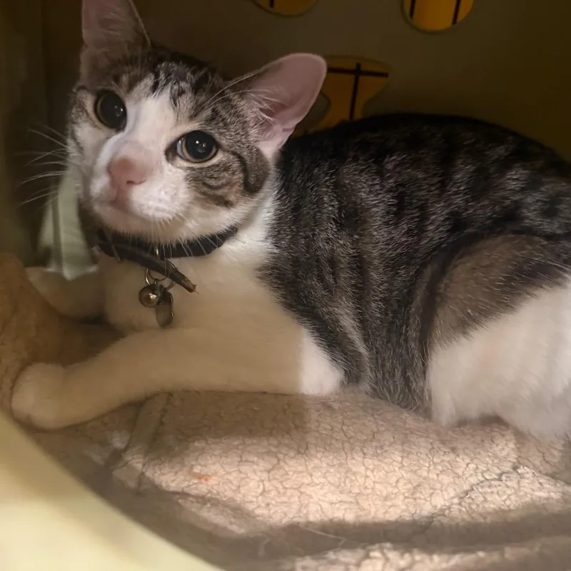 A young small-sized female Black Domestic Short Hair cat named Spritz for adoption in Howard beach, NY