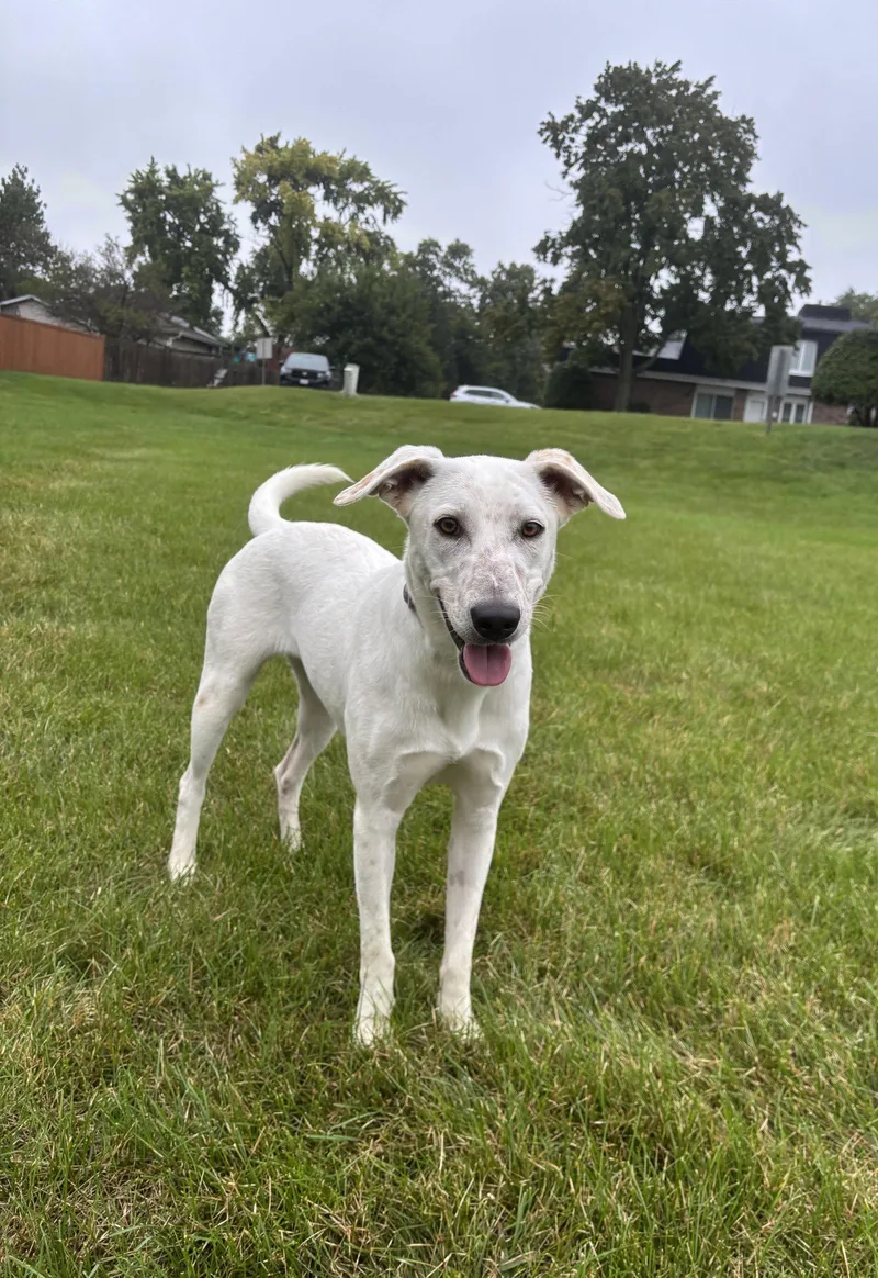 A young medium-sized female Labrador Retriever dog named Blinky for adoption in Wheaton, IL