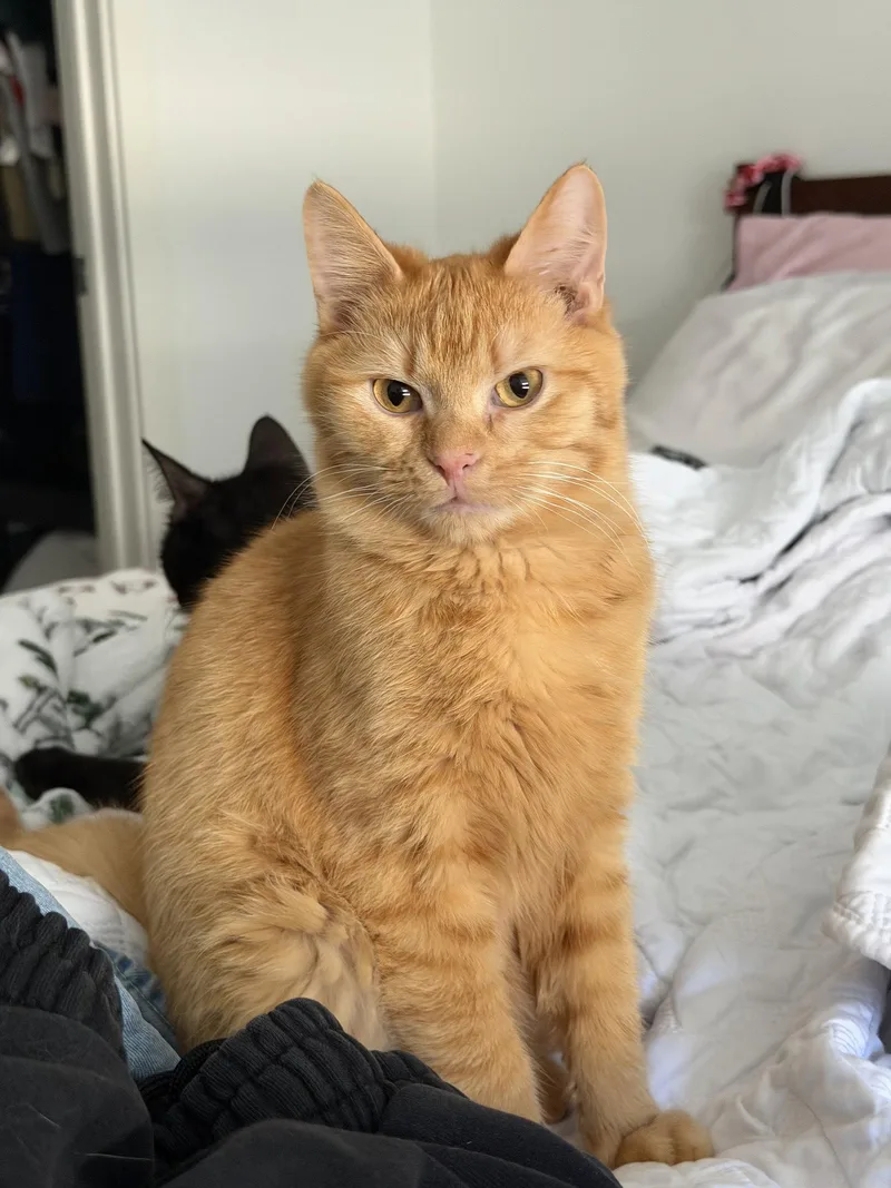 A young medium-sized male Orange / Red Domestic Short Hair cat named Rory for adoption in Reston, VA