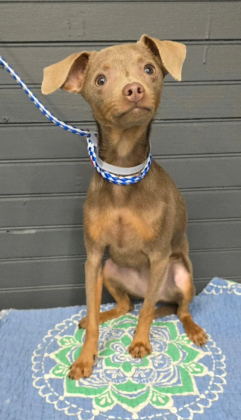 A baby small-sized female Chihuahua dog named Coy for adoption in Newport, TN