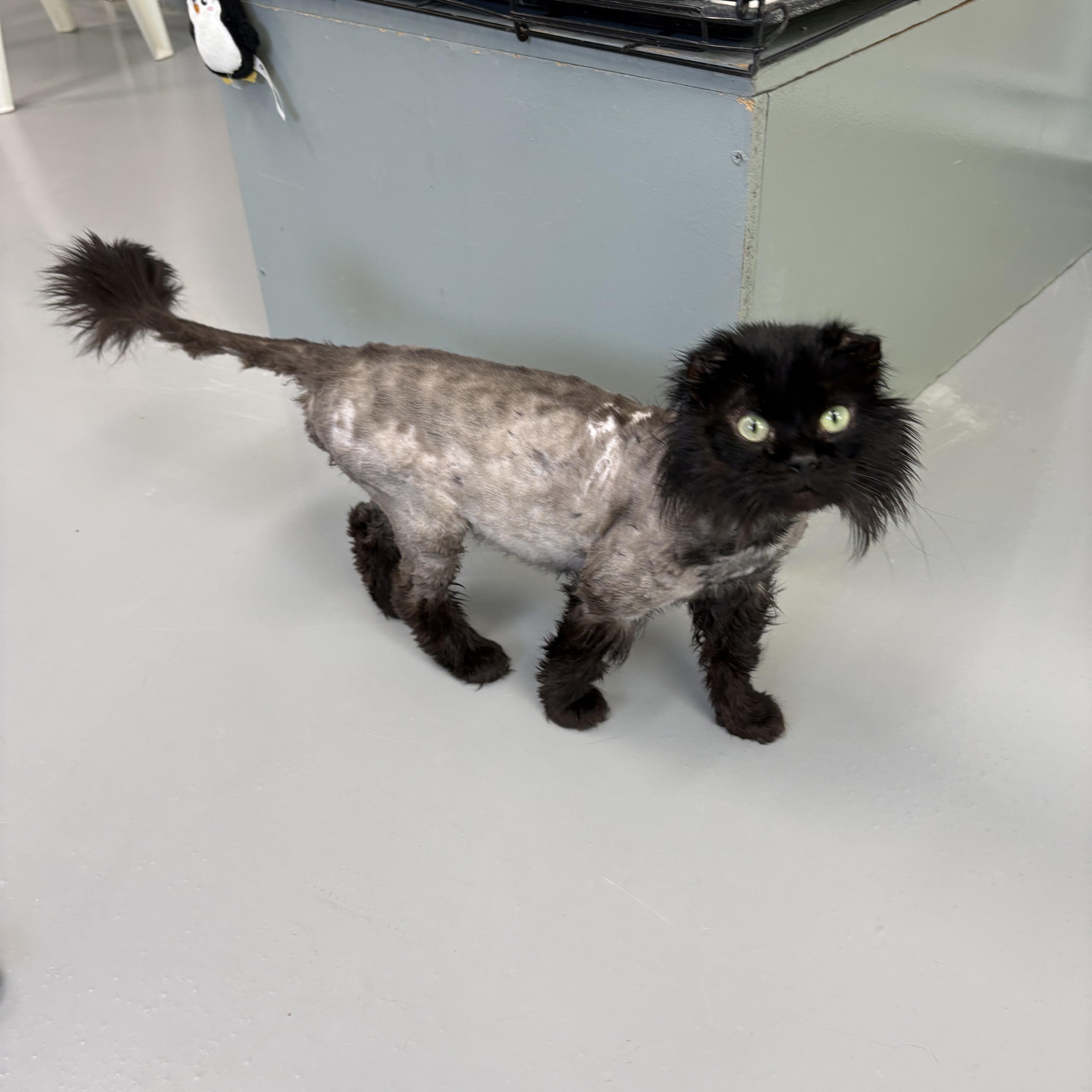 An adult medium-sized male Domestic Long Hair cat named Torkel for adoption in Big Rapids, MI