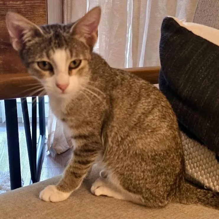 A baby medium-sized male Brown / Chocolate Domestic Short Hair cat named Teddy for adoption in Jupiter, FL