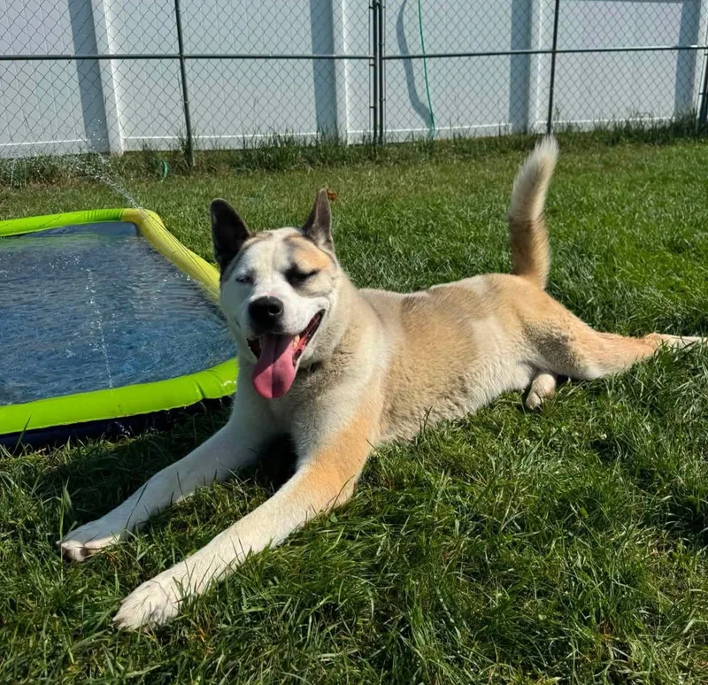 An adult large-sized male White / Cream Akita dog named Dusty for adoption in Shelby, MI