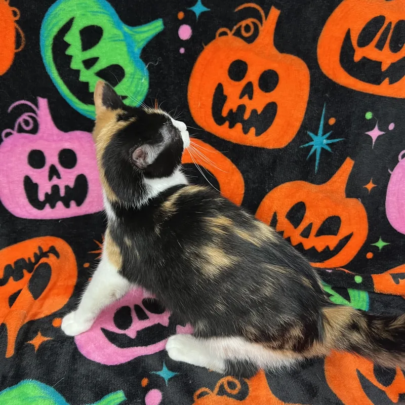 A baby medium-sized female Calico Domestic Short Hair cat named Confetti for adoption in Fairmont, MN