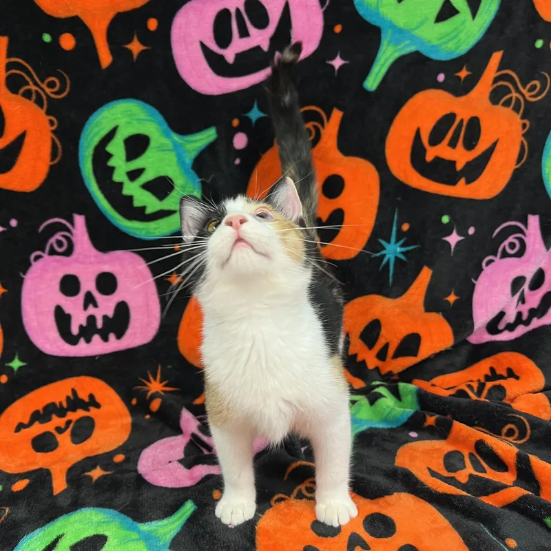 Confetti thumbnail 6
