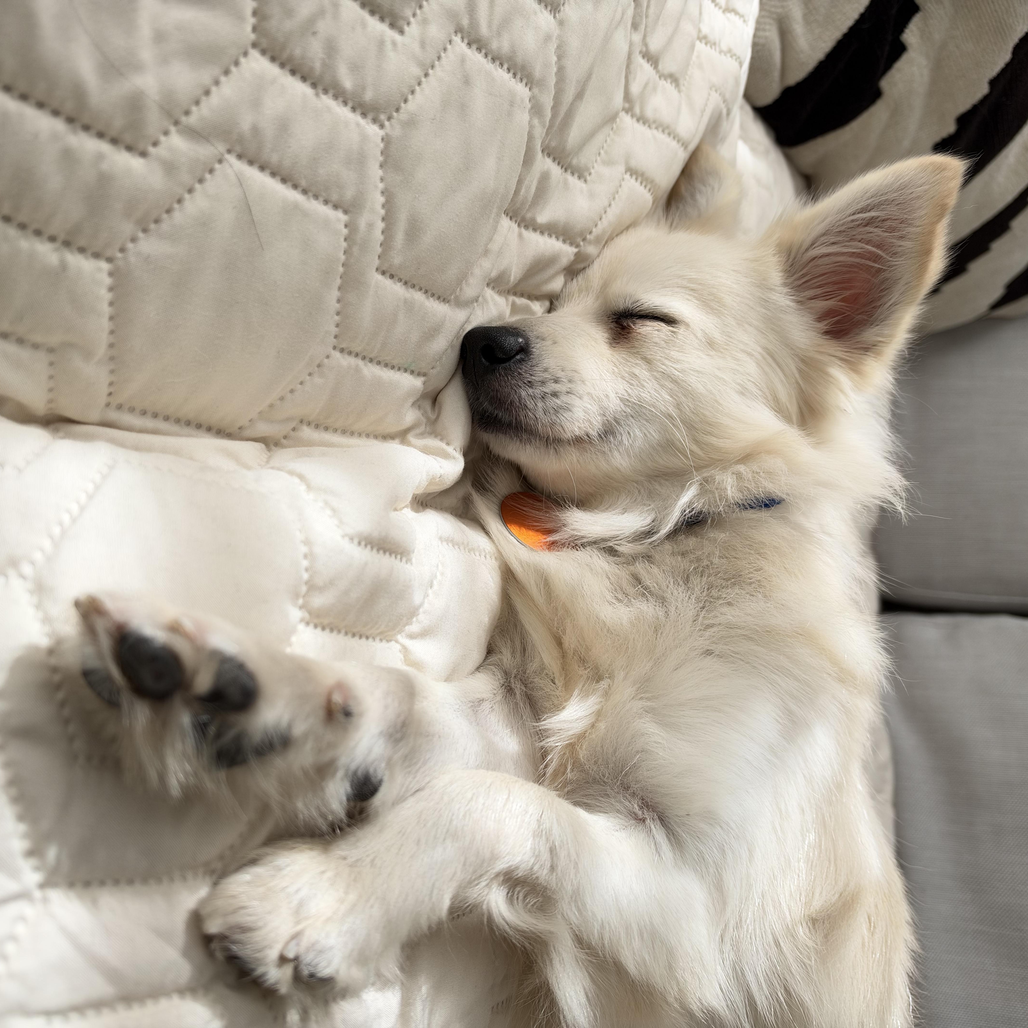An adult small-sized male Pomeranian dog named Knotty for adoption in Brooklyn, NY