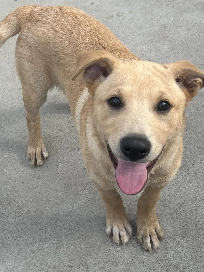 A baby medium-sized male Yellow / Tan / Blond / Fawn Labrador Retriever dog named Tim for adoption in El Cajon, CA