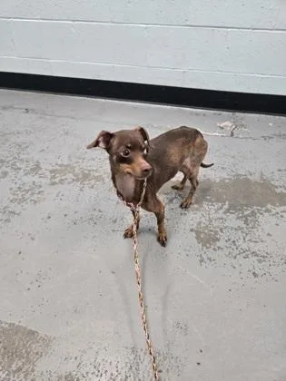 An adult small-sized male Miniature Pinscher dog named Rolo for adoption in Sacramento, CA