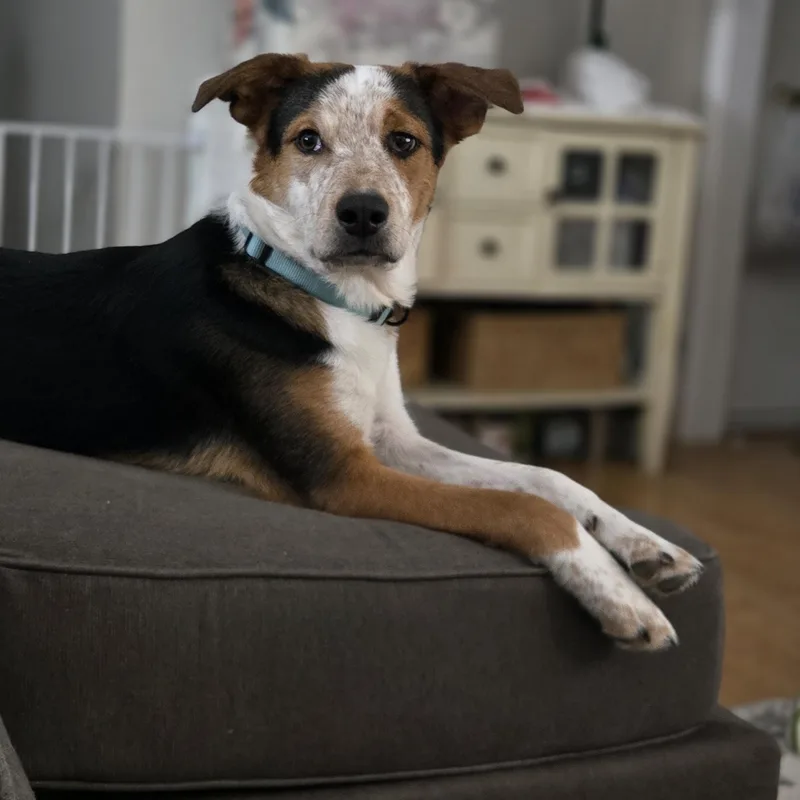 A young medium-sized male Tricolor (Brown, Black, & White) Australian Shepherd dog named Ryder for adoption in Joshua, TX