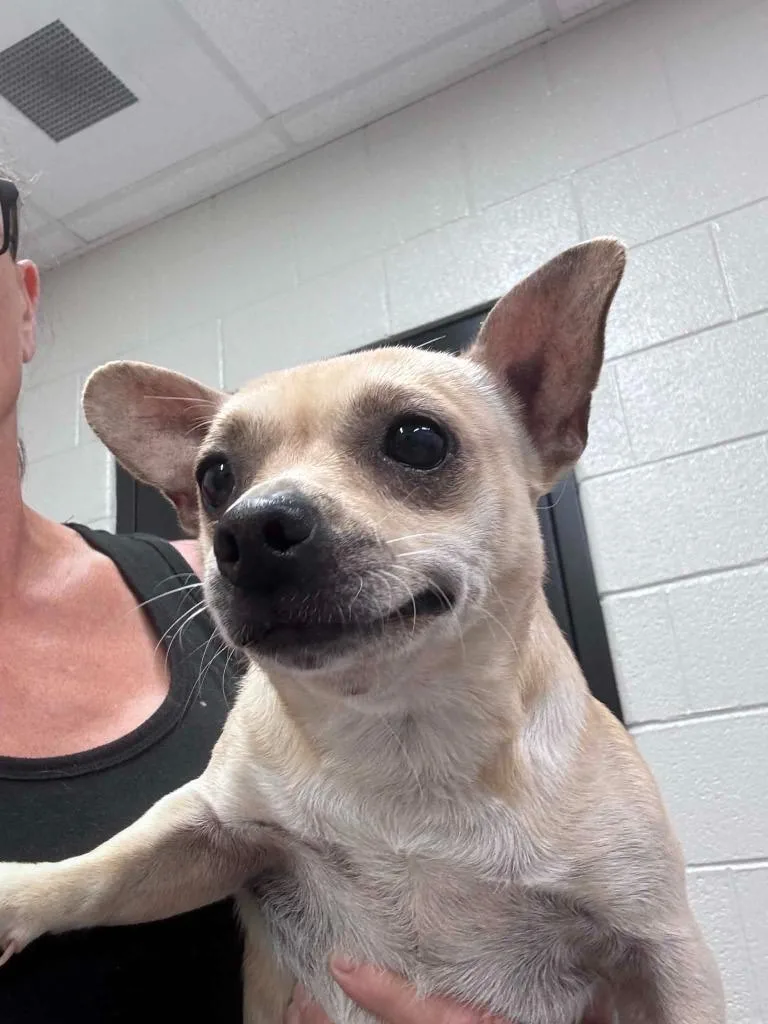 An adult small-sized male Chihuahua dog named Frankie Boy for adoption in East Ridge, TN