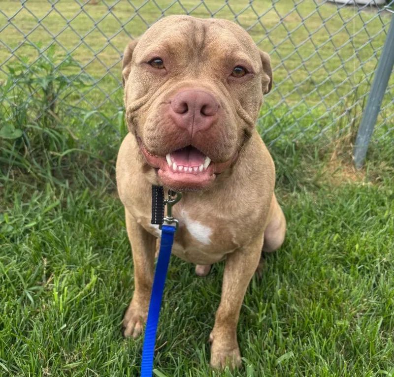 An adult large-sized male Pit Bull Terrier dog named Hades for adoption in Wabash, IN