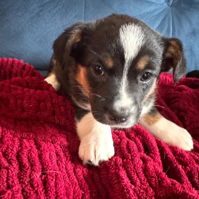 A baby small-sized female Black Mixed Breed dog named Millan for adoption in Fredericksburg, VA