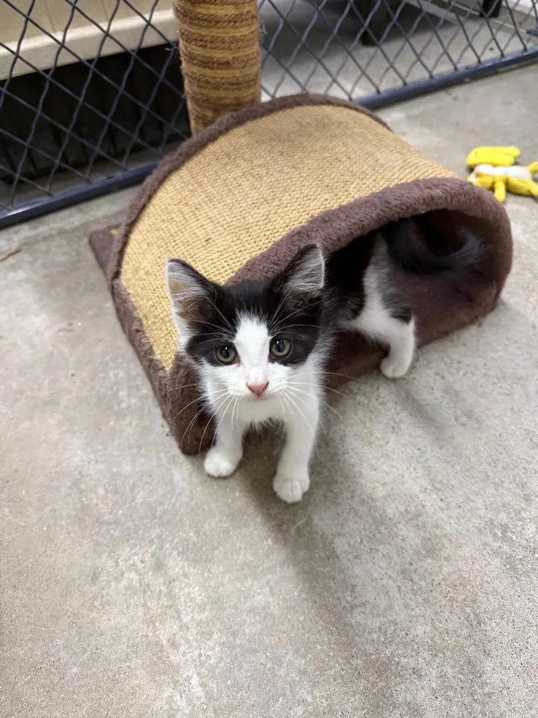 A baby small-sized male Domestic Short Hair cat named Milton for adoption in Lagrange, IN