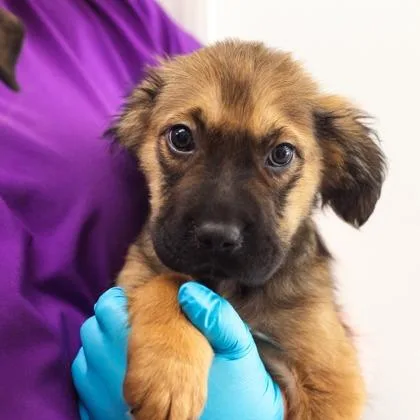 A baby large-sized female Black Mouth Cur dog named Gnocchi for adoption in Morton Grove, IL
