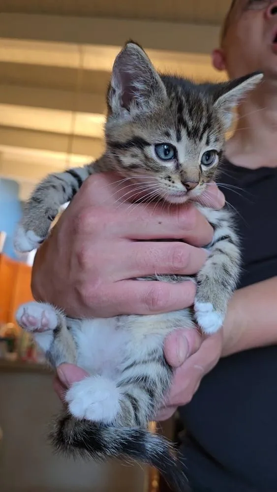 A baby small-sized male Domestic Long Hair cat named Krillin for adoption in Pacifica, CA