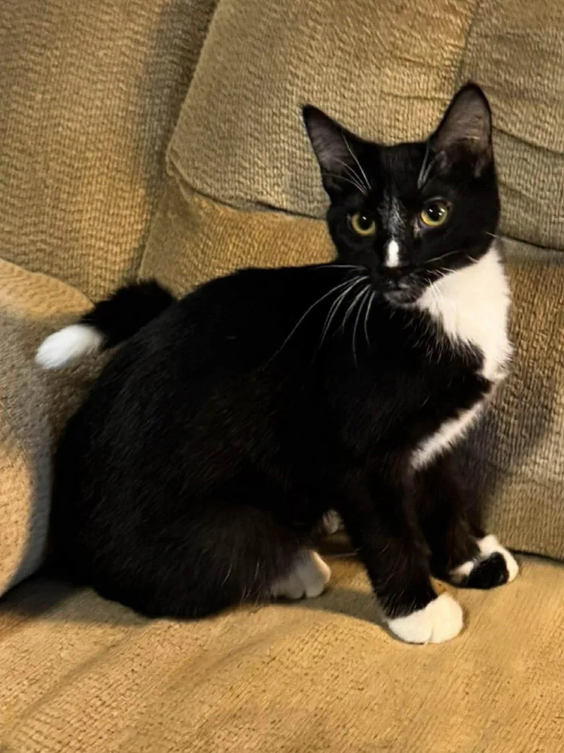 A baby medium-sized male Black & White / Tuxedo Domestic Short Hair cat named Lars for adoption in Sioux Falls, SD