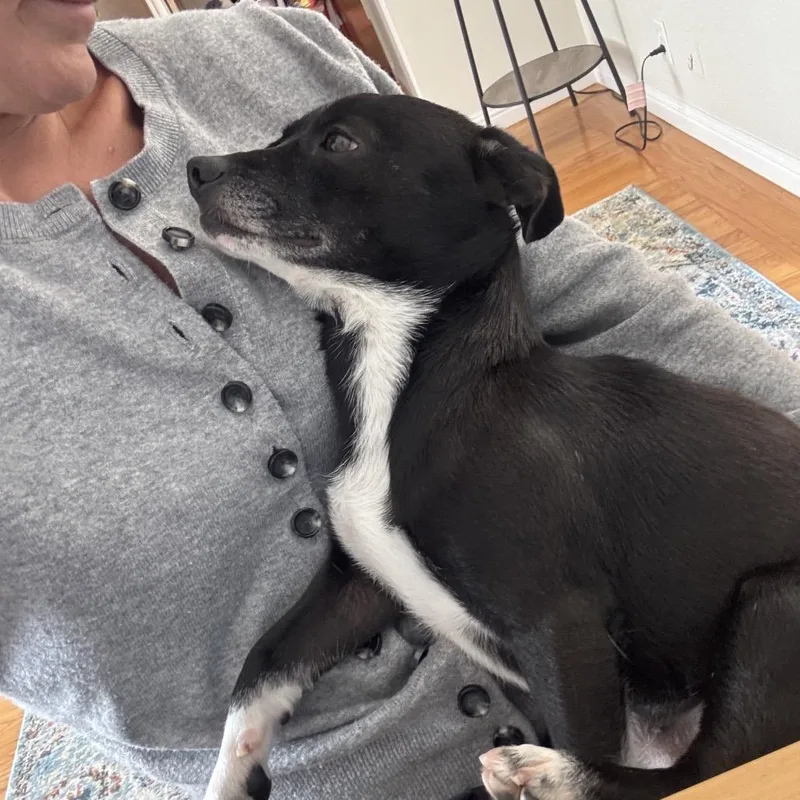 An adult small-sized male Black Mixed Breed dog named Pauly D for adoption in San Francisco, CA