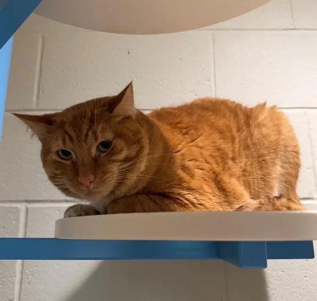 An adult small-sized male Domestic Short Hair cat named Simba for adoption in Brighton, CO