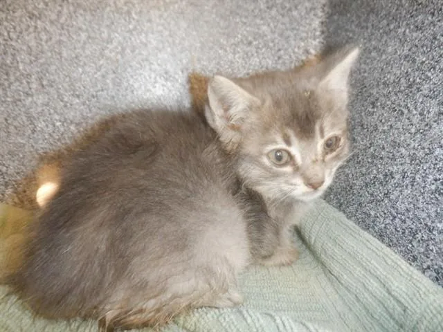A baby small-sized male Domestic Medium Hair cat named Charcoal for adoption in San Jose, CA