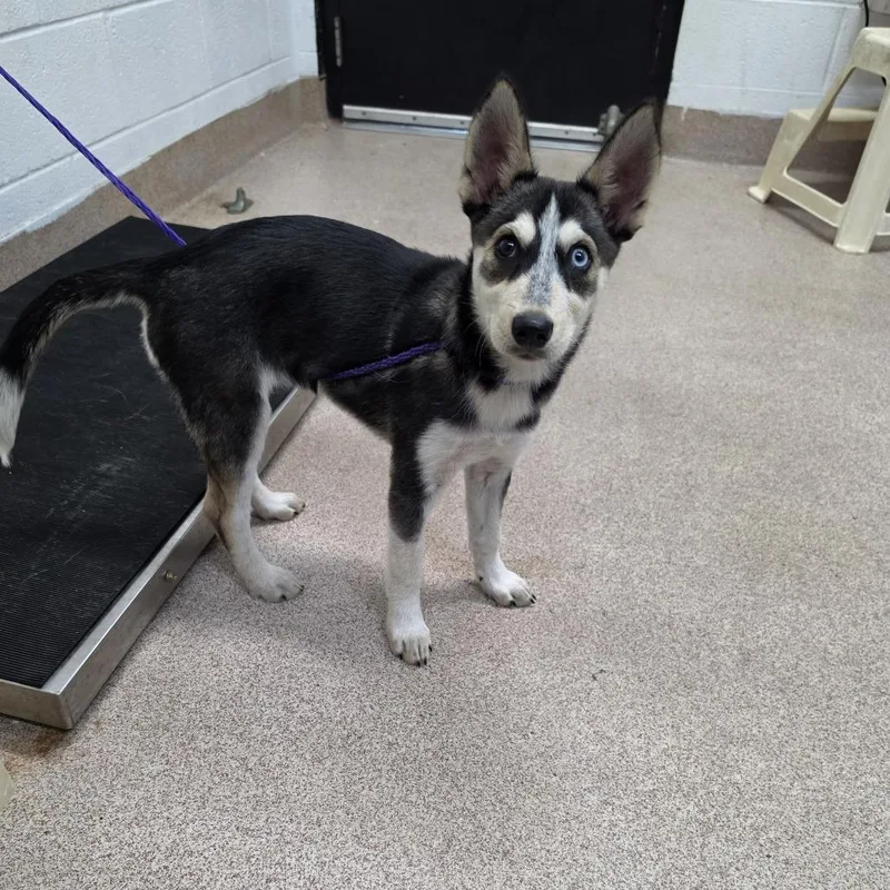 A baby small-sized female Black Husky dog named Gia for adoption in Ardmore, OK