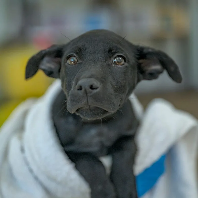 A baby small-sized female Black Labrador Retriever dog named KitKat for adoption in Chapel Hill, NC