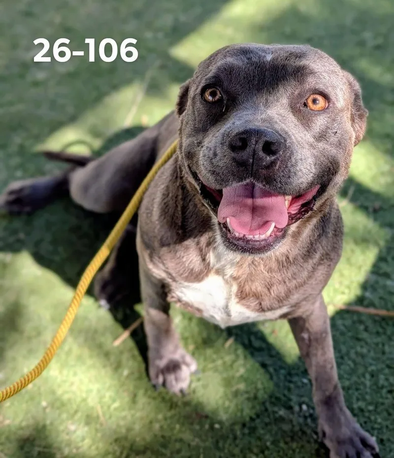 An adult large-sized female Pit Bull Terrier dog named 26-106 for adoption in Ridgecrest, CA