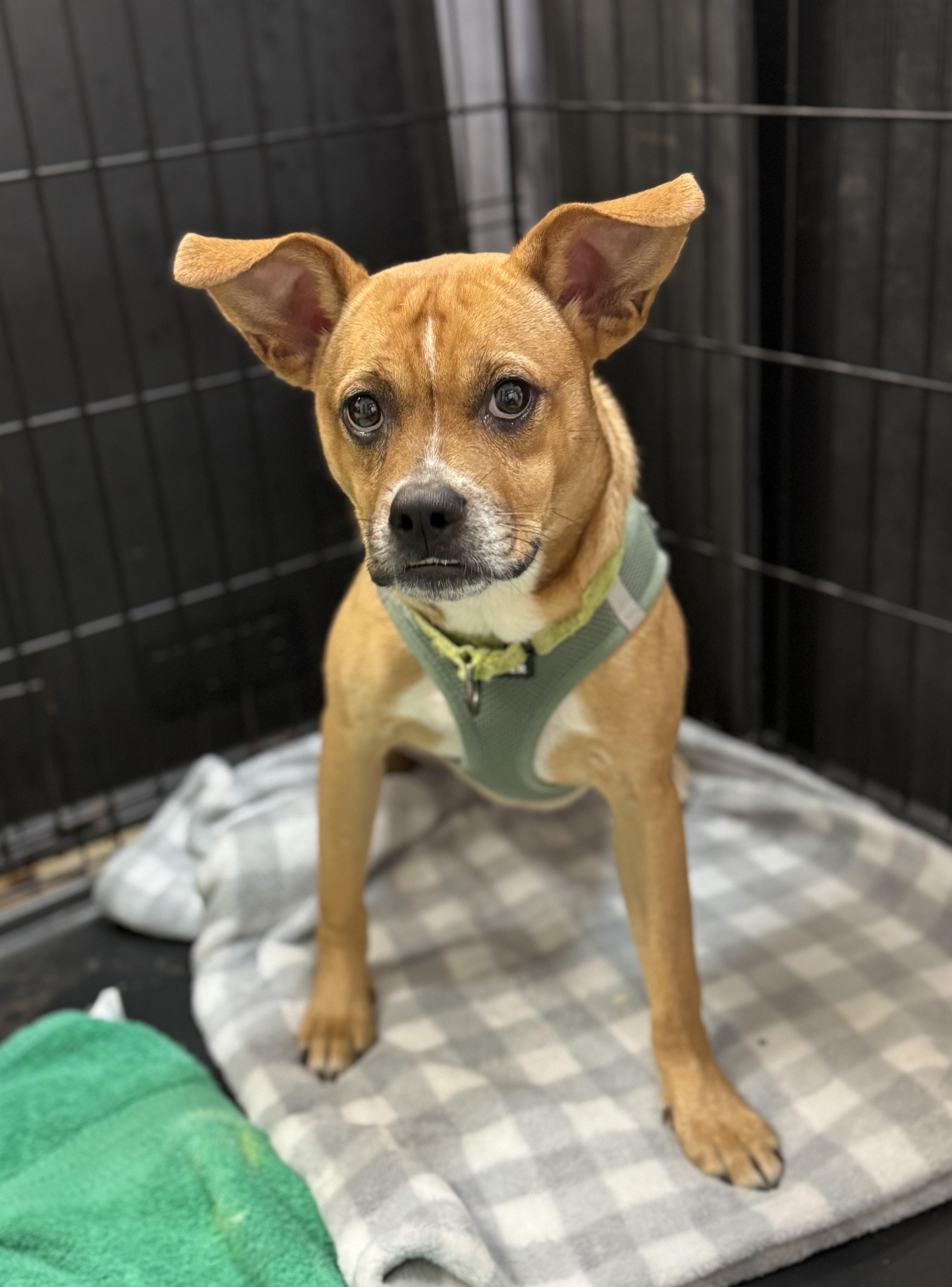 A young small-sized female Mixed Breed dog named Mulan for adoption in Ellicott City, MD