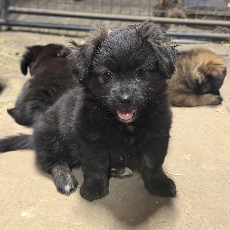 A baby small-sized male Chihuahua dog named Denali The Fluffiest Cuudle for adoption in woodland, CA