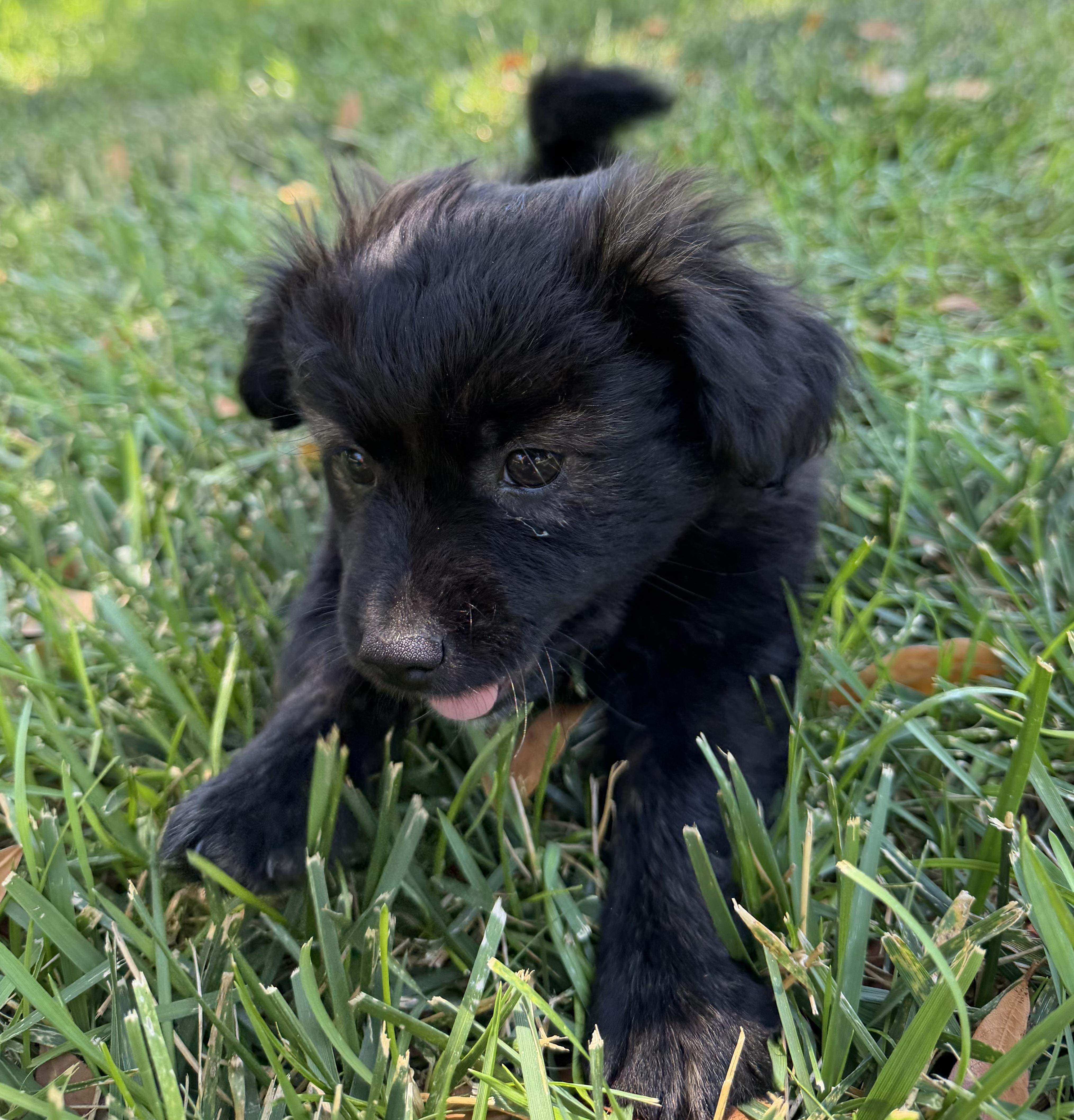 Denali The Fluffiest Cuudle thumbnail 2
