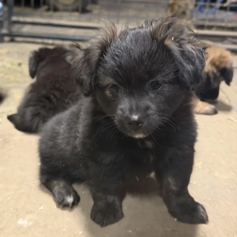 Denali The Fluffiest Cuudle thumbnail 3