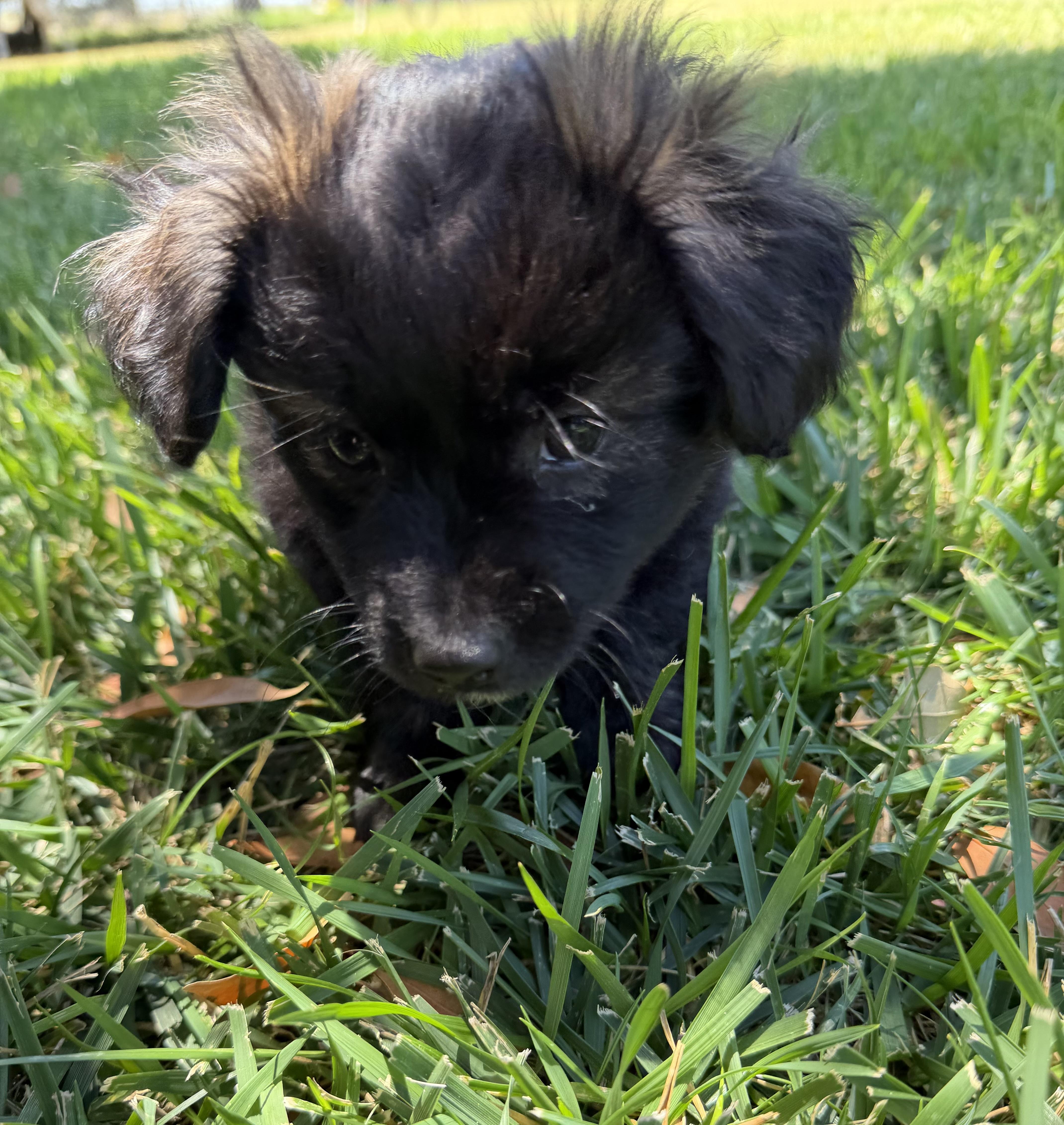 Denali The Fluffiest Cuudle thumbnail 4