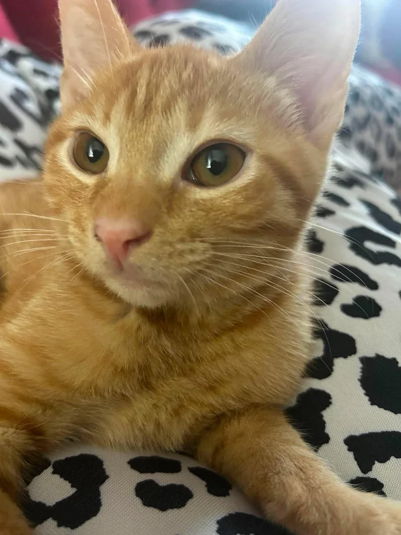 A baby small-sized male Domestic Short Hair cat named Milo for adoption in Randolph, AL