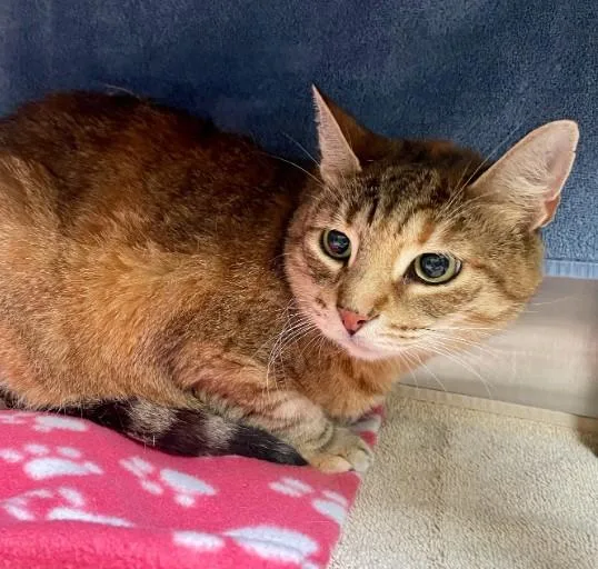 A senior medium-sized female Domestic Short Hair cat named Itty Bitty for adoption in Alameda, CA