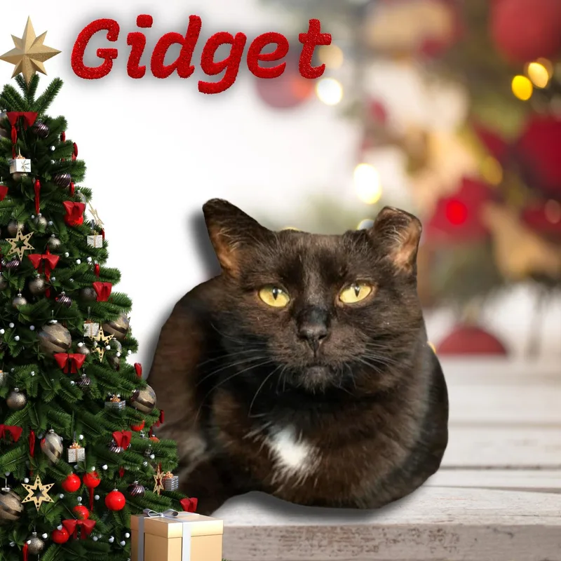 Gidget thumbnail 4