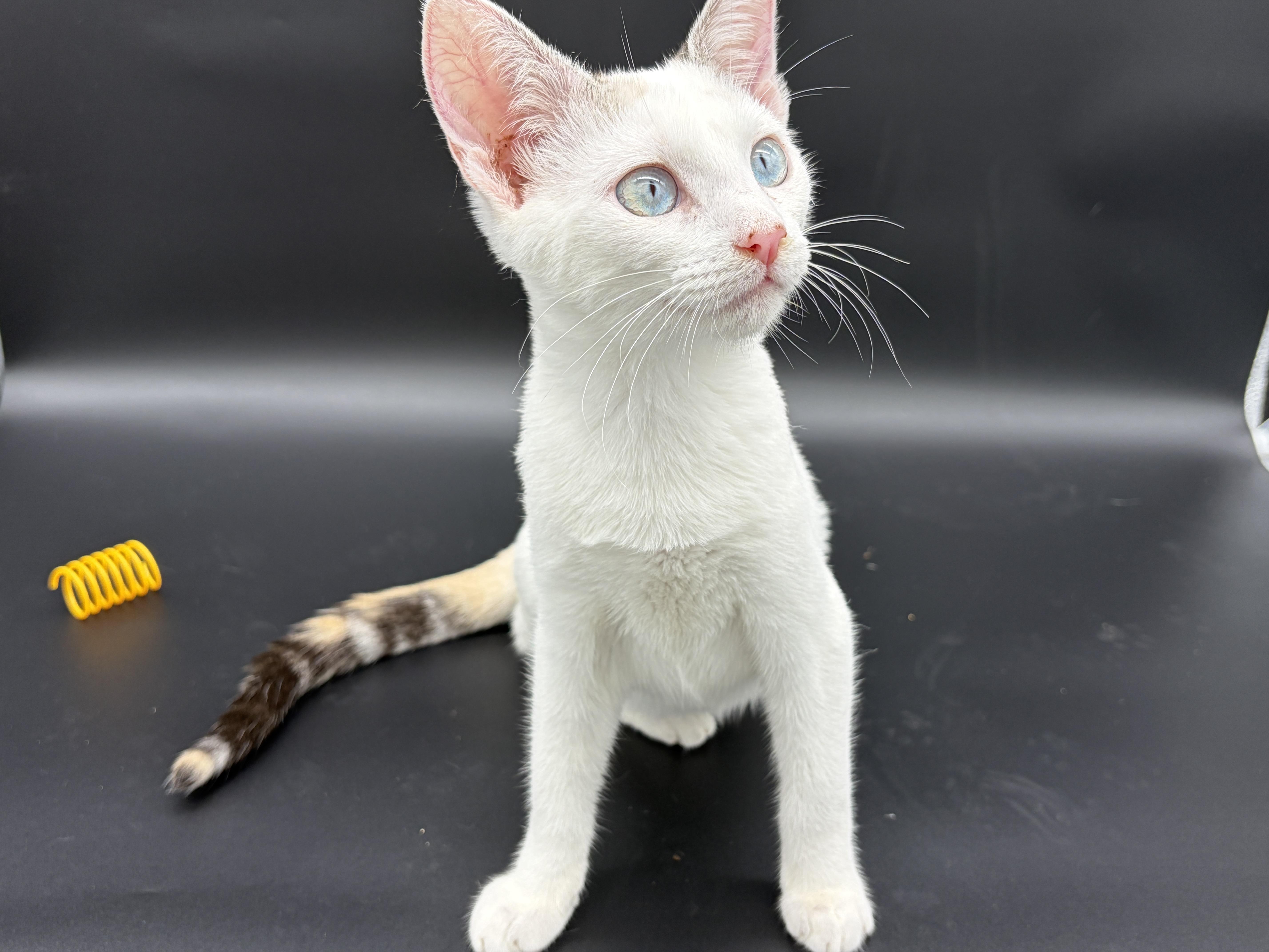 A baby medium-sized female White Turkish Van cat named Slipper for adoption in Lucedale, MS