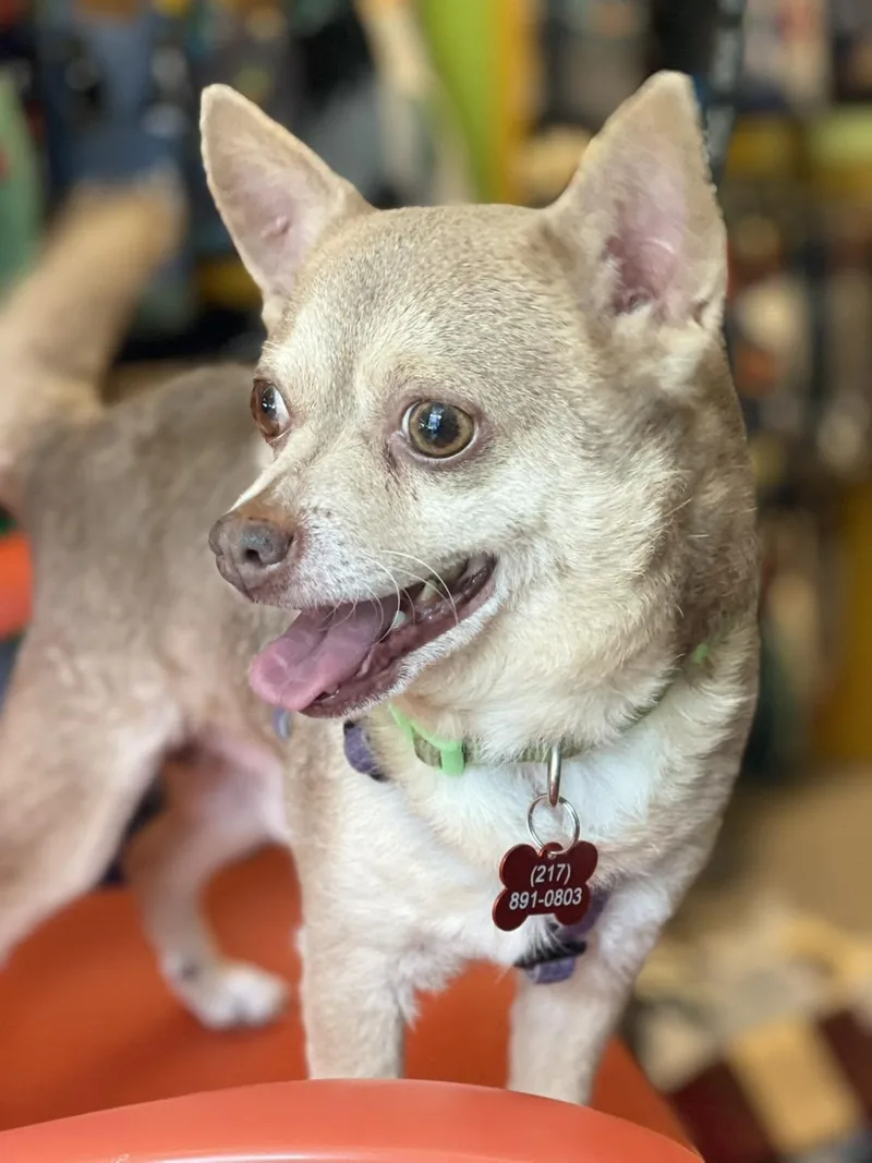 An adult small-sized male Yellow / Tan / Blond / Fawn Chihuahua dog named Underdog for adoption in Springfield, IL