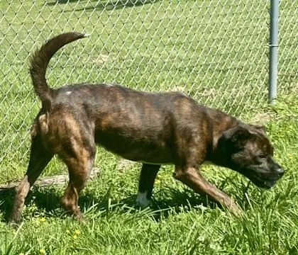 An adult medium-sized male Brindle Pit Bull Terrier dog named Bentley for adoption in Glasgow, KY