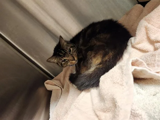 A young small-sized female Domestic Short Hair cat named Mandy Mia for adoption in San Antonio, TX
