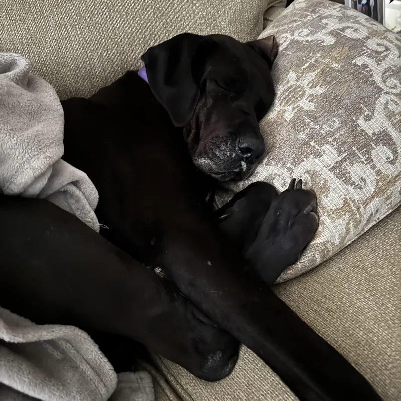 Delilah thumbnail 2
