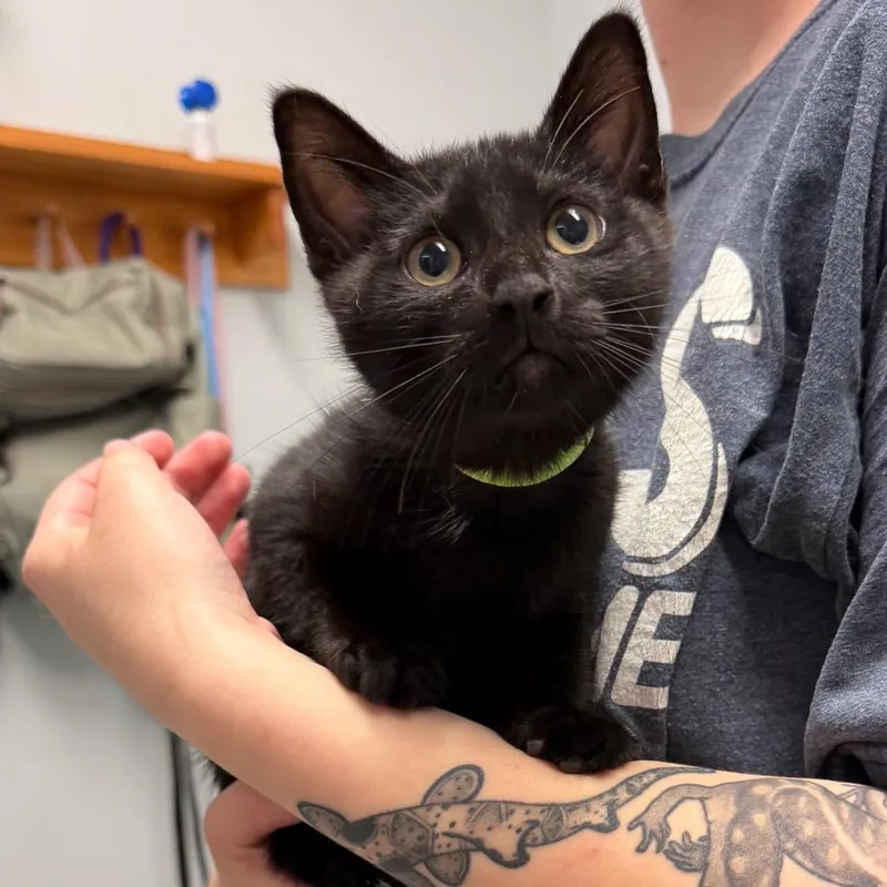 A baby small-sized male Black Domestic Short Hair cat named Gryphon for adoption in Enfield, NH