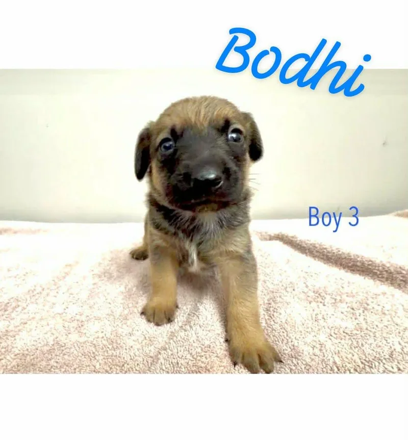 A baby small-sized male Black Chiweenie dog named Bohdi for adoption in Eatontown, NJ