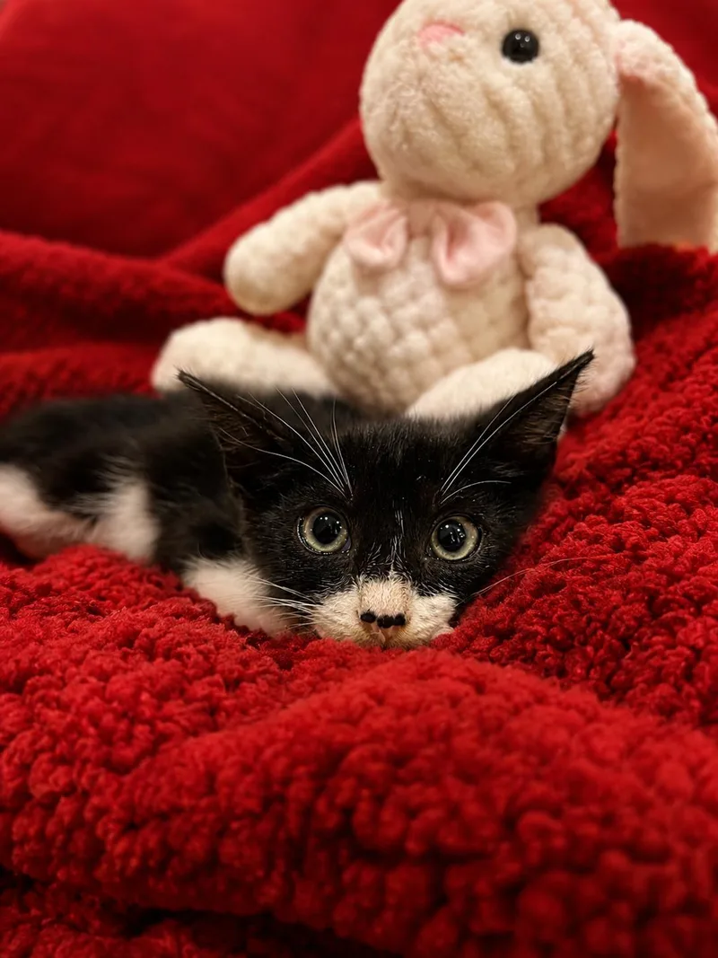 A baby small-sized male American Shorthair cat named Catman for adoption in Homestead, FL