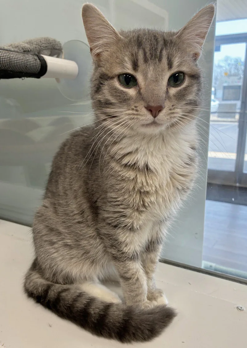 A young medium-sized male Tabby cat named Tito's for adoption in Georgetown, KY