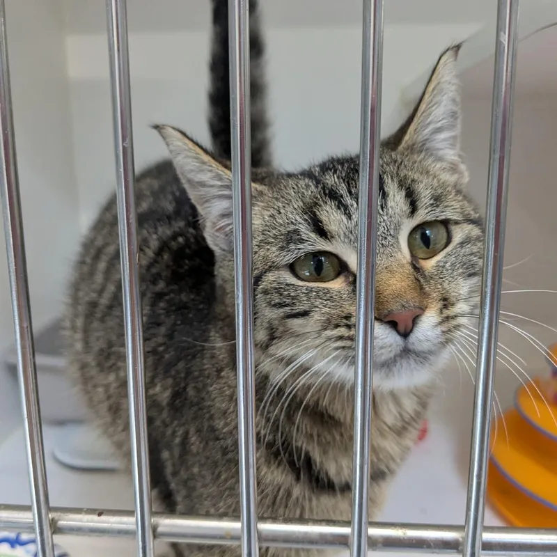 Tofu Spring Roll thumbnail 2