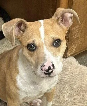 A young medium-sized male Pit Bull Terrier dog named Uno for adoption in Carrollton, GA